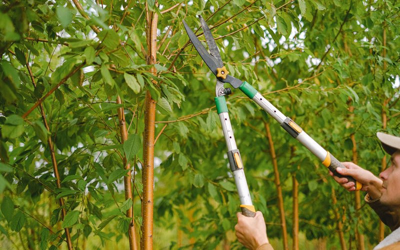 Tree trimming in Rutland, IA